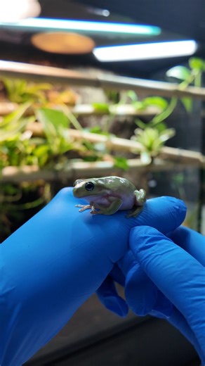 ProRep on Instagram: "Setting up a ProRep terrarium designed specifically for White’s tree frogs. This enclosure combines natural arid shrubland elements with plenty of elevated basking spots and water areas, creating a habitat that’s both functional and visually natural. Perfect for providing your frogs with an environment that meets their needs while showcasing their natural behaviour. #ProRep #WhitesTreeFrog #TerrariumSetup #ReptileAndAmphibianCare #FrogHabitat #NaturalTerrarium #AridShrublan