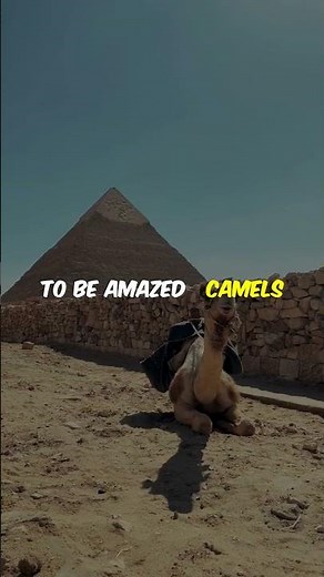 Did You Know? Camels' Eyelid Secrets!