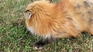 314K views · 42K reactions | Dixie wasn't a fan of the fox pups this year until recently. She much prefers toddler fox pups, not baby fox pups. | Saveafox Corporation | Facebook