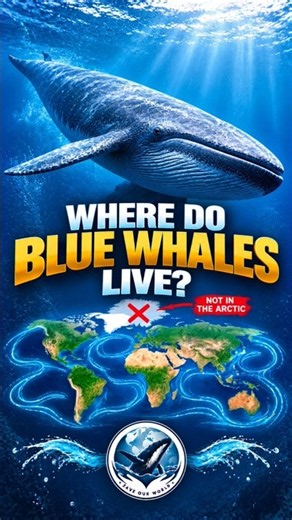 Where Do Blue Whales Live? #BlueWhale #MarineBiology #OceanLife #WhaleScience #Wildlife