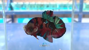 7.3K views · 338 reactions | This Betta fish was at the Aquarama show in China. | Cobalt Aquatics | Facebook