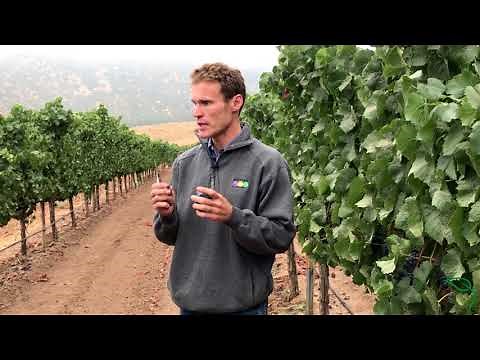 How to Eat Wine Grapes