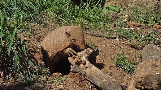 Armadillos have a natural armor that works well against most predators! Although they have poor eyesight, their sense of smell and wiry hairs along their sides help them get around. 📹: Gerard Lacz Images #VOTD #VideoOfTheDay | Animal Planet