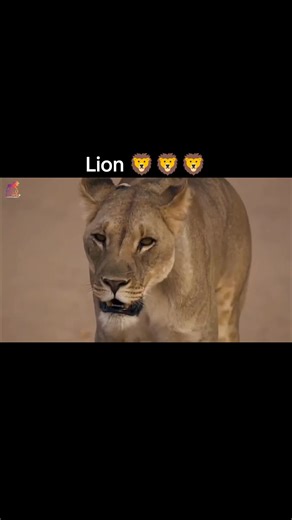 The Lioness’s Midnight Hunt in the Wild