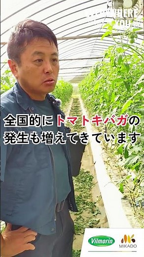 トマト 秋の害虫 #ヴィルモランみかど #おいしい野菜の種
