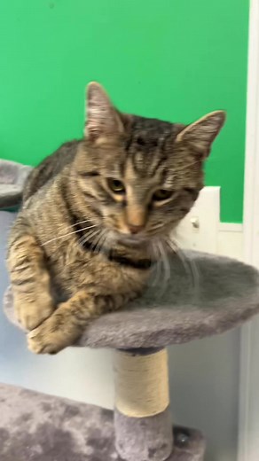 Looking for his forever home #catoftheday | Animal Manor