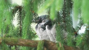 Two hooded crows perched on a branch with a blurred background in 4k slow motion 60fps
