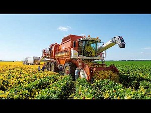 America’s Record-Breaking Fruit Harvest: Millions of Tons Harvested Each Season