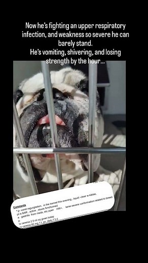 🚨 Happening Now: We’re Drowning, and Tuxie Needs Us 🚨 We are absolutely drowning in every way possible right now, but have been forced to take in another urgent case so he's not failed again. He's on his way now and we're really anxious. 😓 When we first learned about this beautiful boy at the shelter a little over a week ago, we wanted so badly to help him. But someone had already expressed interest in adopting him, and because to both the shelter and the potential adopters he seemed healthy 