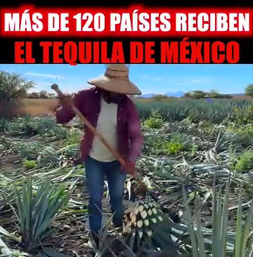 Son más de 120 países los que adquieren el tequila, que solo se produce en México. Tan solo en 2021 Estados Unidos compró 288 millones 362 mil litros. Alemania es el segundo mayor comprador con 6 millones 447 mil litros, seguido de España, que adquirió 4 millones 708 mil litros. | Zacatecas y su historia