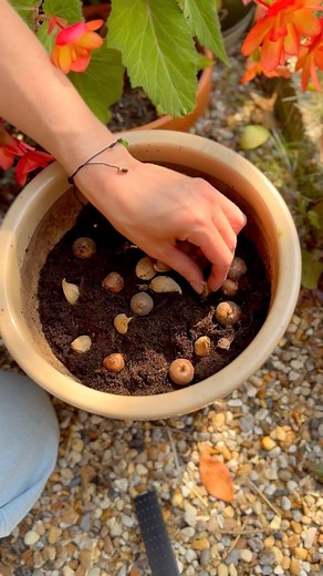 We planted these👇 🌼 Narcissus ‘Tete-a-Tete’ 🌼 Iris ‘Louise’ 🌼 Crocus ‘Silver Coral’ All of them flowered together between February-March, it really is lovely to see such bright blooms at that chilly time of year. If you fancy giving this a try, it’s really easy to achieve! Also, you’ll get free shipping on your order when you enter code FRSH at checkout until 27th July. This method of planting bulbs is layers is often known as a bulb lasagne. You plant the largest bulbs deepest and the small