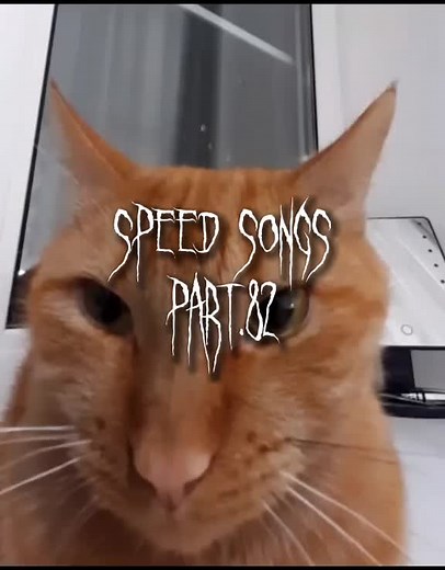 Cat Speed Songs Compilation: Meow Your Way to Fun!