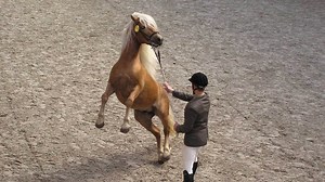 Comment réagir face à un cheval qui se cabre ? - Alegria