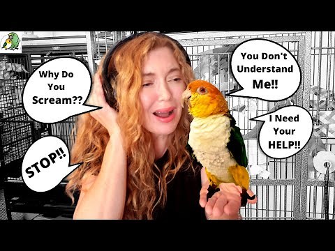 5 Reasons Why Your Parrot Screams | HOW TO MAKE THEM STOP!