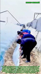 How Commercial Farmers Install Massive Greenhouse : Traditional Team Methods For Large Scale Farming