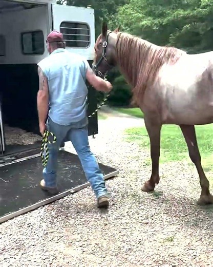 Red Roan Tennessee Walker Gelding for Sale 💎 #gaitedhorse #horsesforsale