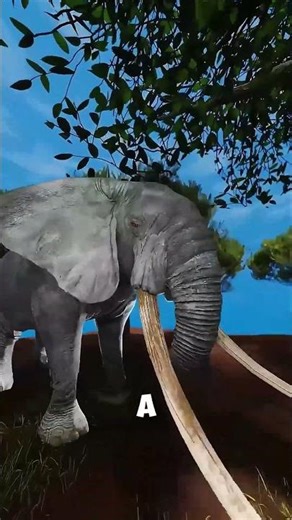 NÃO DEIXE FORMIGAS PERTO DE ELEFANTE! #tiktok #humor #react