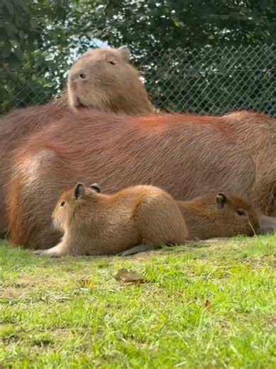 Capybara family snuggles at Dartmoor Zoo