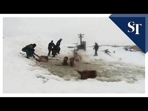 Russian farmers rush to rescue horses trapped in ice