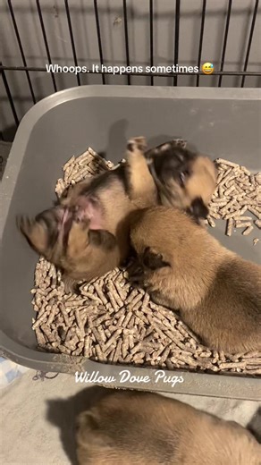 Willow Dove Pugs: First Time in the Litter Pan