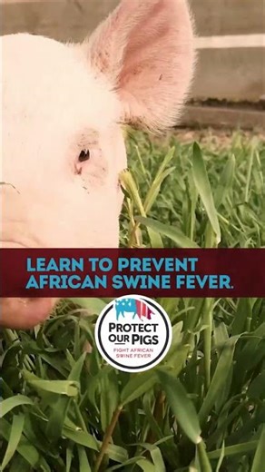 Don’t Let African Swine Fever Go Viral