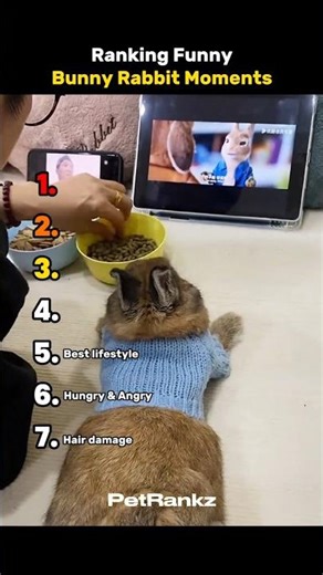 Ranking Funniest Bunny Rabbit Moments 🥰😭