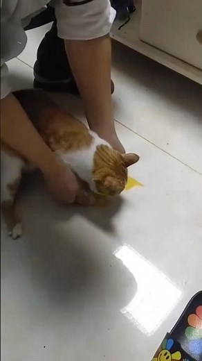 What Happens When You Put Tape on a Cat's Paw?