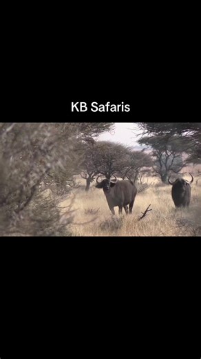 Experience Premium Buffalo Safaris in 2026