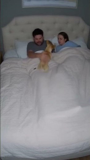 The dog is pooping on the bed 😂 #dog #animals #shortvideo #funny #shorts #viralvideo