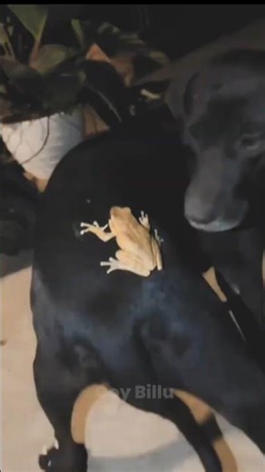 Dog Gets SCARED by a FROG 🐸😂 (HILARIOUS Reaction!) #FunnyDogs #DogFails