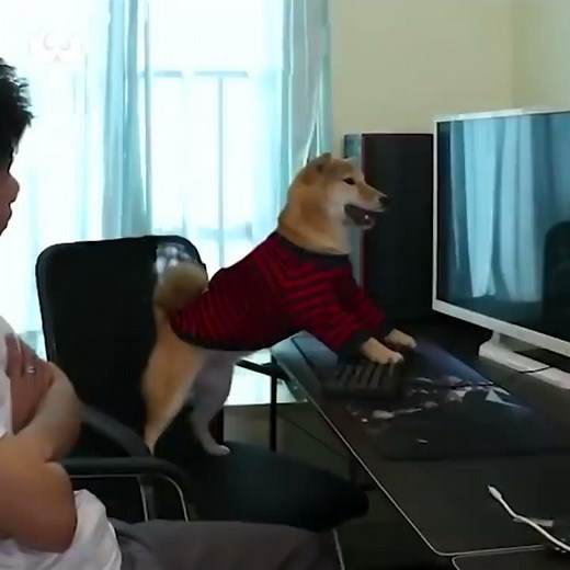 Don’t stop a smartest dog playing video games