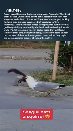 This SEAGULL eats rabbits and lambs alive 🦅 #shorts