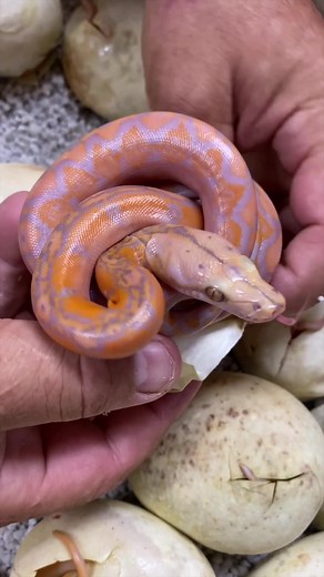This baby Python is ready for the real world😅 These babies have absorbed all their yolk and now the egg is dry since all those nutrients have been absorbed🤯 These guys are born will all the instincts they need to survive😮