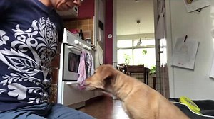 7.5K views | Karen Pryor Clicker Training on Reels | Facebook