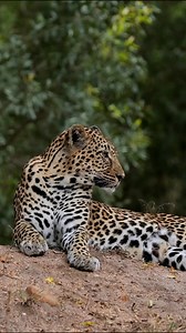 25K views · 1.5K reactions | Young Leopard Roars: A Declaration of Territory | Bagh Dushkhel | Facebook