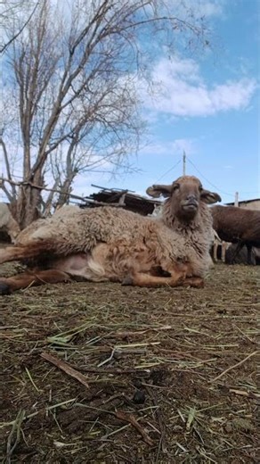 Sheep giving birth and caring for her baby 🐑❤️