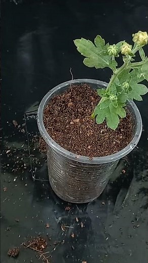 How to grow yellow Chrysanthemum / Chandramollika from buds, fast and easy