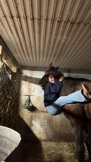 Understanding Horse Emotions: The Hug Interaction