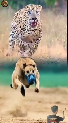 "Saat Macan Tutul Salah Pilih Mangsa! Anjing Ini Bikin Semua Terkejut 😱