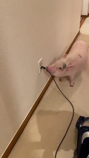 Funny pig #pig #pigsoftiktok #funny #funnyanimal #Foryou #funnyanimals #funnytiktok #tiktok