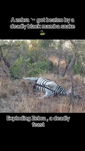 #tiger #snake #vs #black #mamba tiger👽 snake vs black mamba