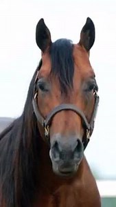 OMG - she made the finals!!!! | National Reining Breeders Classic