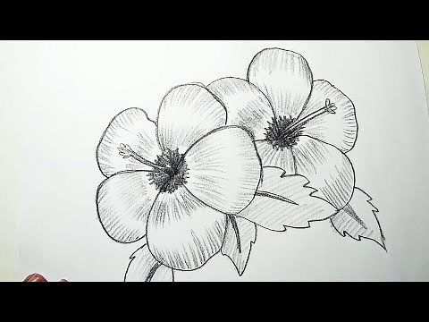How to Draw Hibiscus Flowers || Pencil Drawing, Shading for Beginners