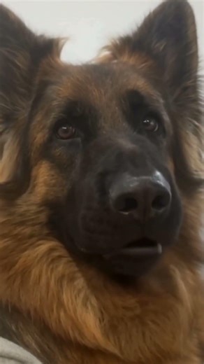 German Shepherd Owl Trend #gs #owl #trending