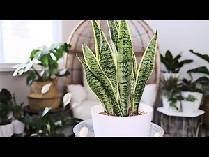 Snake Plant (Dracaena Trifasciata) Care & Growing Guide - Plant Mom Care