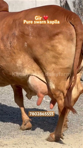 Swarn Kapila pure gir cow #gircow
