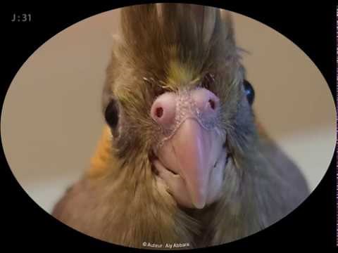 Calopsitte - Développement de l'éclosion de l’œuf jusqu'à la fin du premier mois de vie