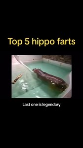 Top 5 hippo farts guys 🫡 rate them ! #hippo #fart | World of farts