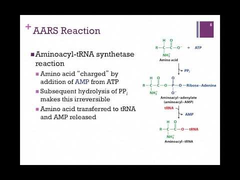 184-Charging tRNA