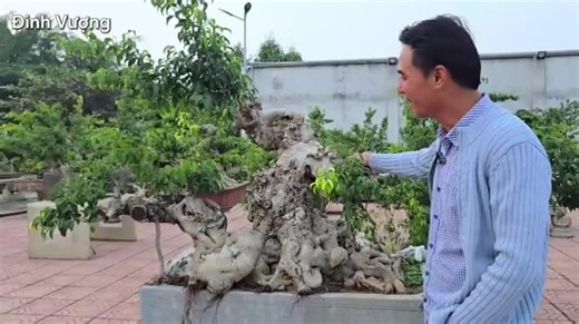 Video của BONSAI ART (@bonsai.art) với bản nhạc nhạc nền - BONSAI ART